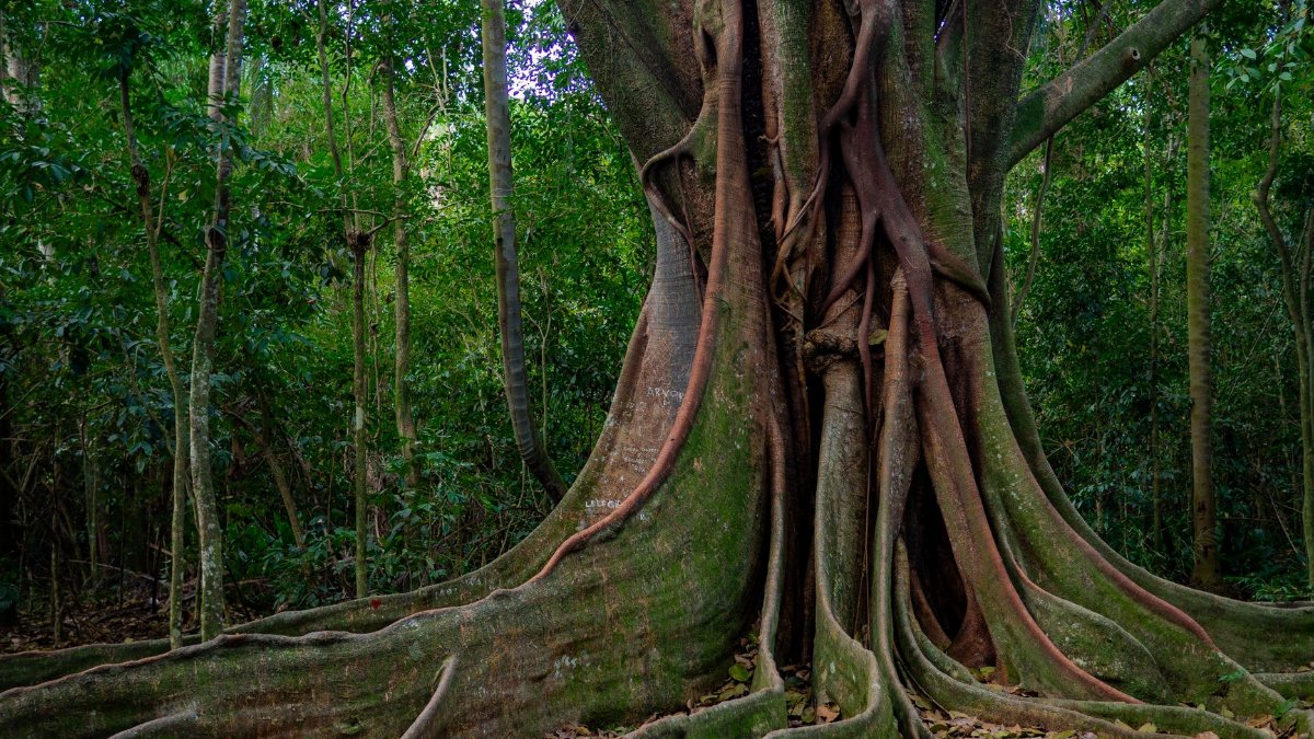 Close-up of a massive banyan tree trunk with intricate roots in a lush green forest.