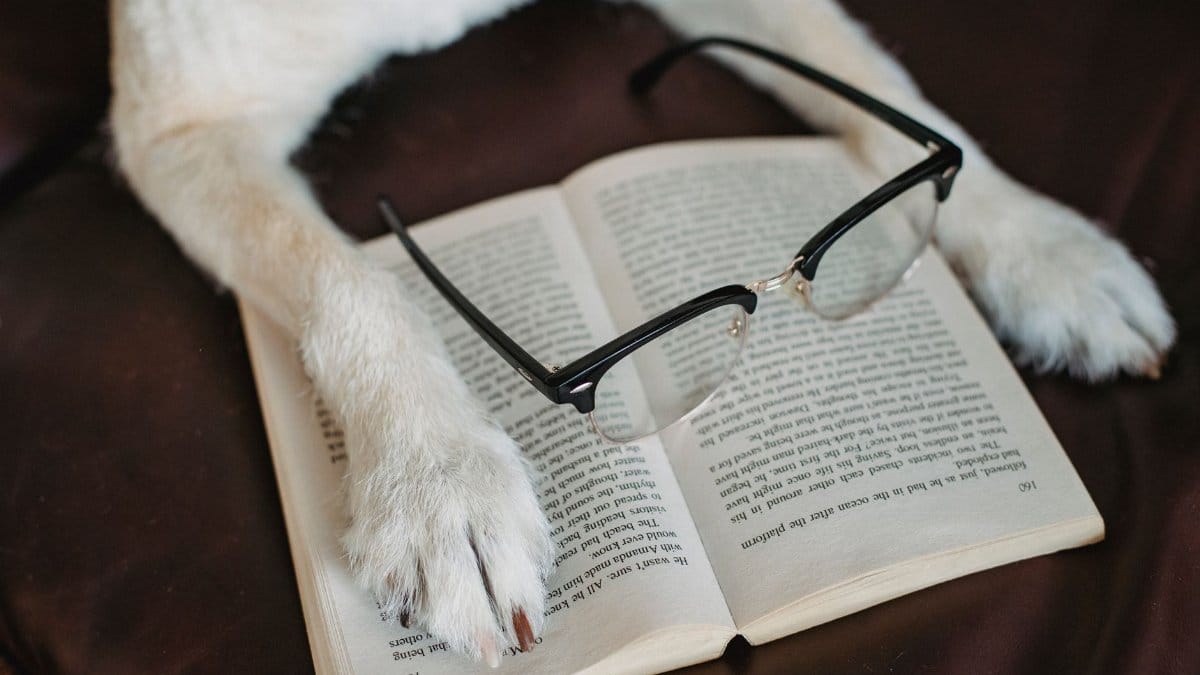 From above of fluffy dog with paw on novel with trendy eyeglasses on bed