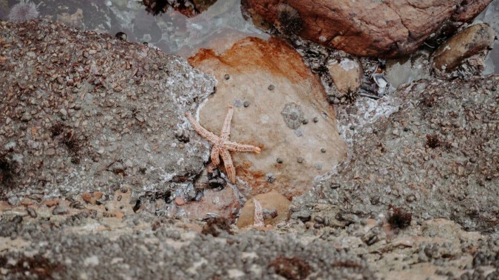 Close-up of starfish on rocks during low tide, showcasing marine life.