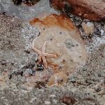 Close-up of starfish on rocks during low tide, showcasing marine life.