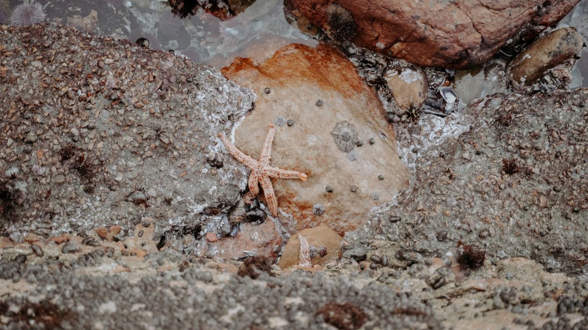 Close-up of starfish on rocks during low tide, showcasing marine life.