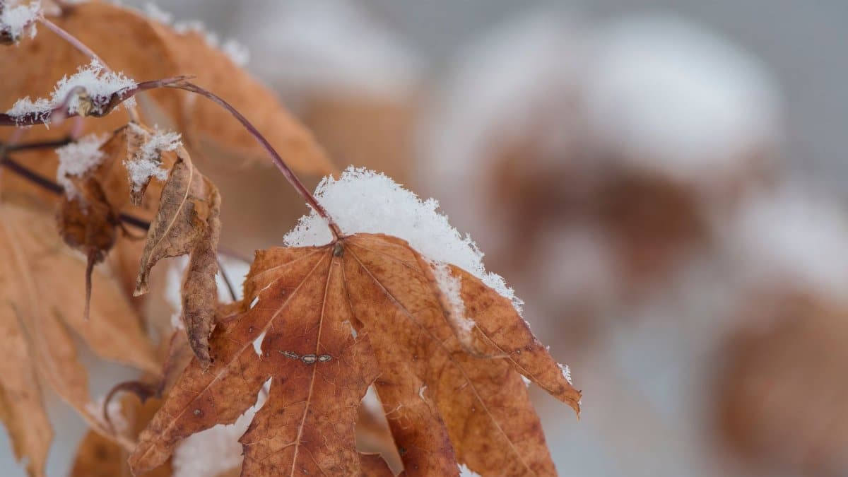 Detailed view of brown autumn leaves covered in fresh snow, symbolizing winter's arrival.