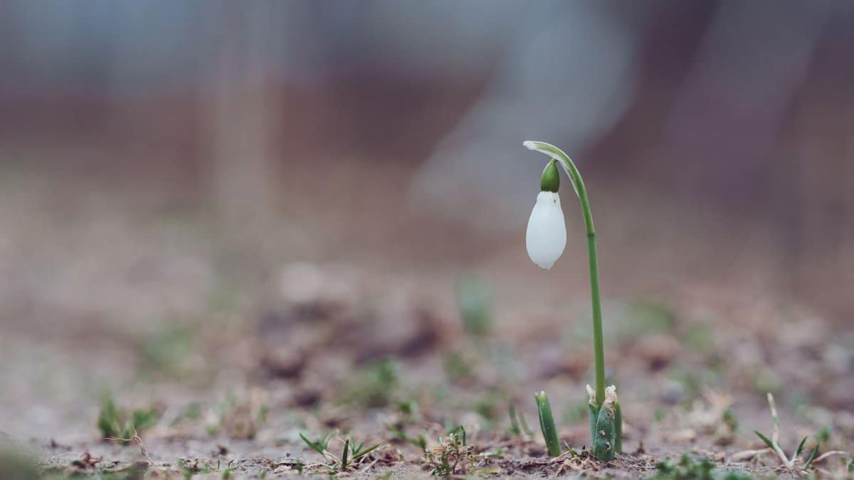 A single snowdrop flower emerging in early spring, symbolizing growth and renewal.