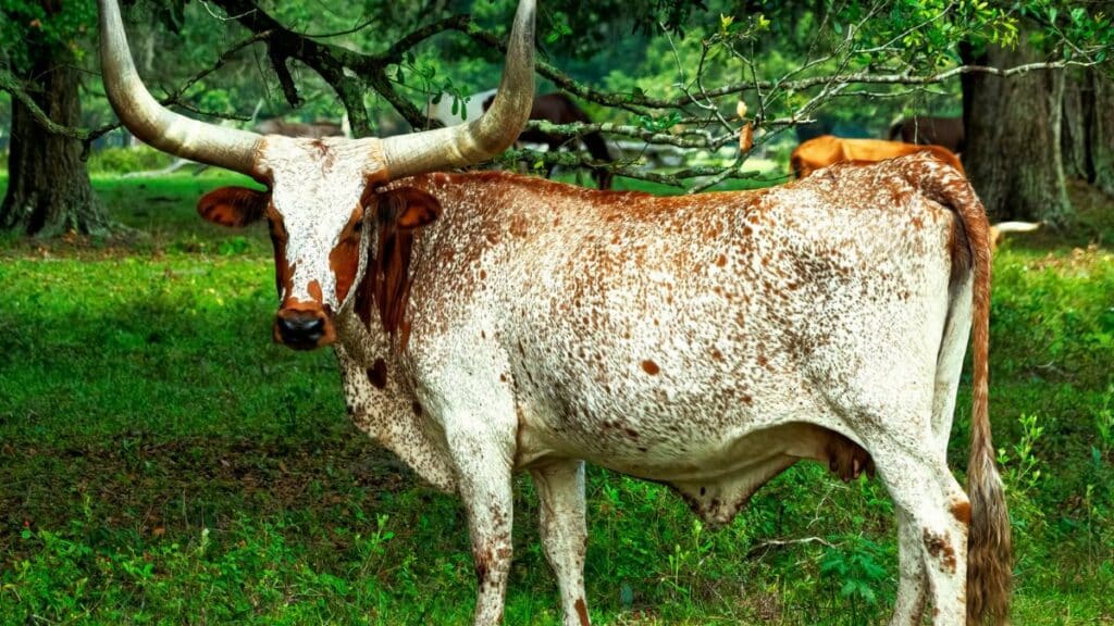 A Texas Longhorn stands proudly in a lush green pasture in Williston, FL, with its iconic long horns.