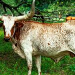A Texas Longhorn stands proudly in a lush green pasture in Williston, FL, with its iconic long horns.
