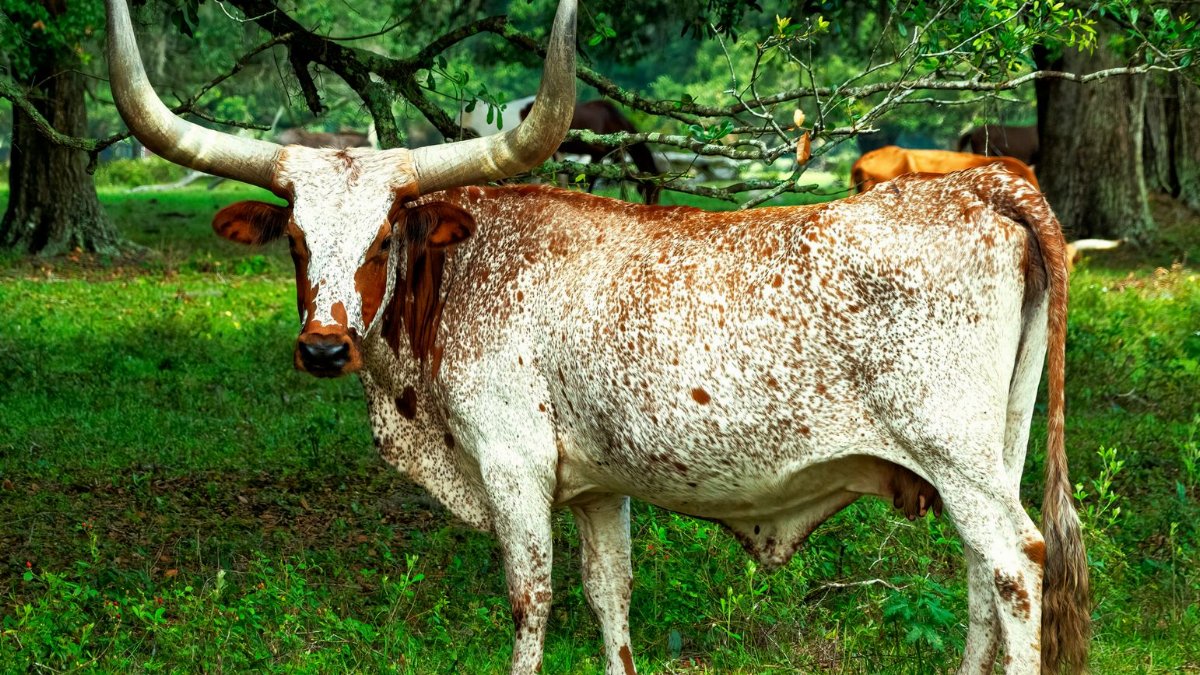 A Texas Longhorn stands proudly in a lush green pasture in Williston, FL, with its iconic long horns.