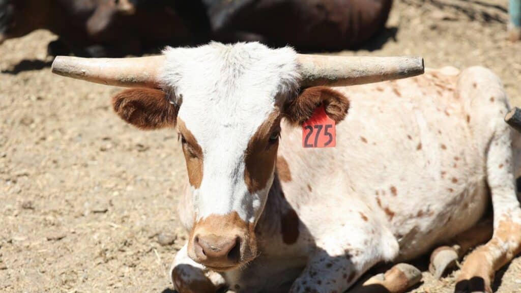 Close-up of a resting Texas Longhorn with ear tag in a sunny outdoor pasture.