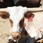 Close-up of a resting Texas Longhorn with ear tag in a sunny outdoor pasture.