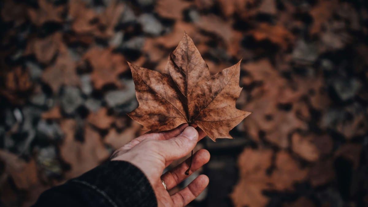 Close-up of a hand holding a dry maple leaf outdoors, surrounded by fallen leaves in autumn.