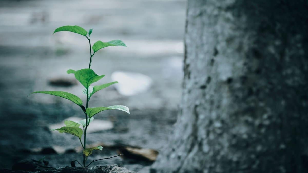 A small green plant growing next to a tree trunk, symbolizing growth and nature outdoors.