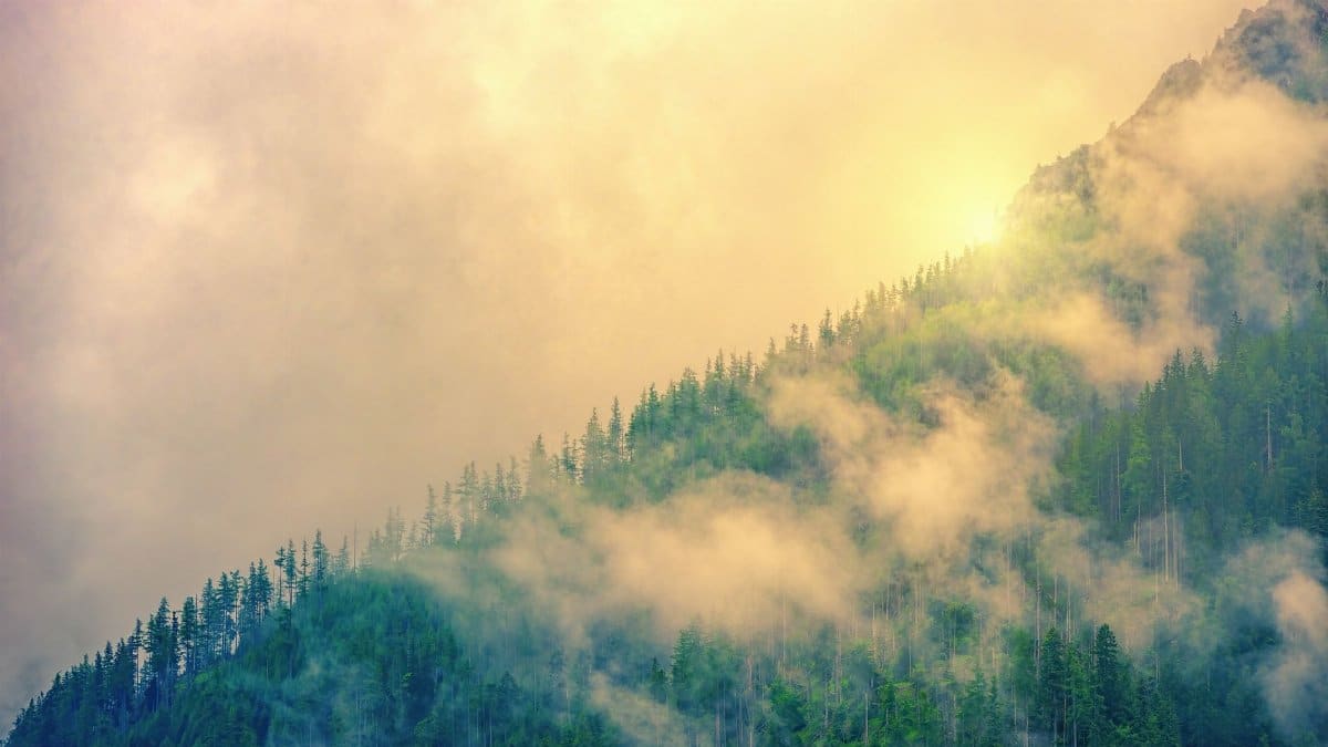 Serene misty evergreen forest landscape at sunrise with soft glowing light