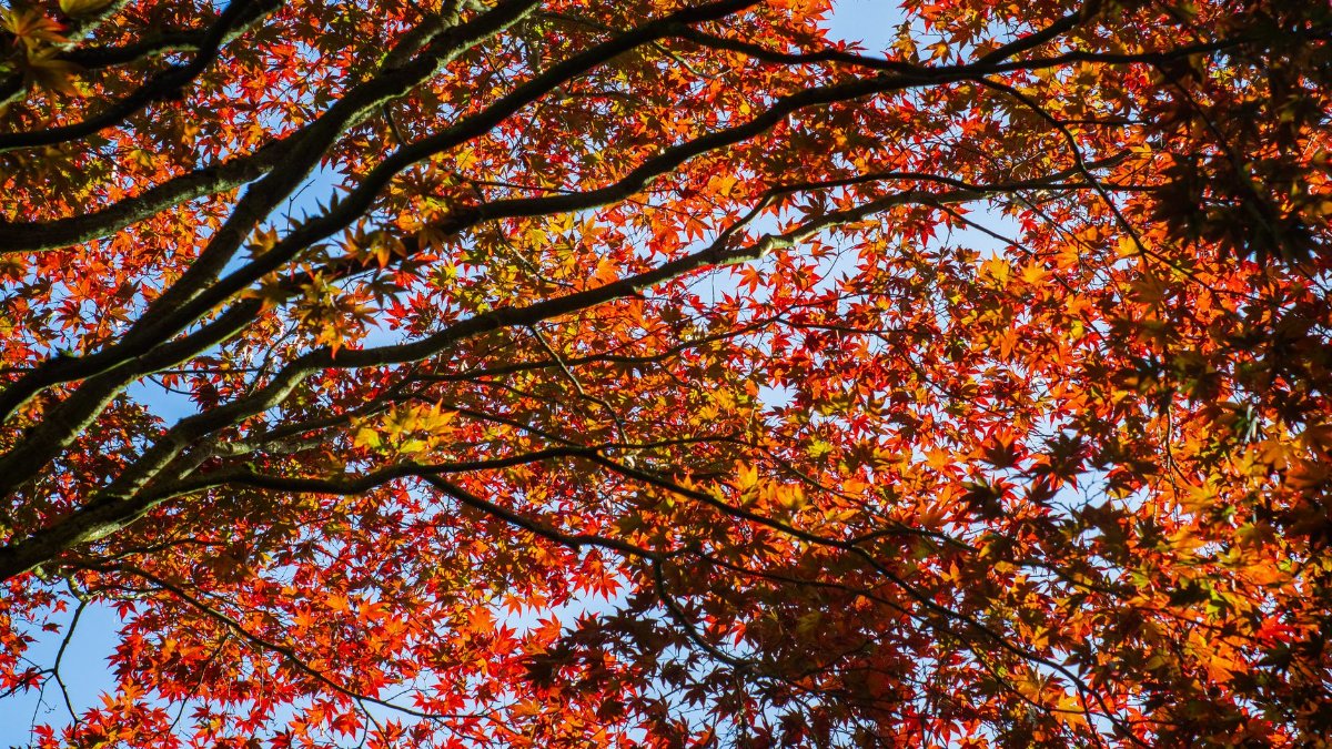 Captivating view of red and orange maple leaves in autumn with a clear blue sky background.