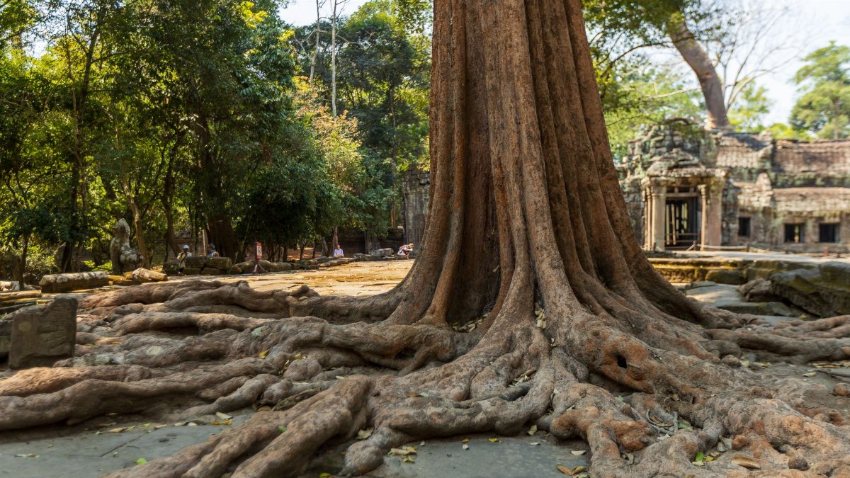 A large tree with sprawling roots envelops ancient temple ruins at Ta Prohm, Cambodia.