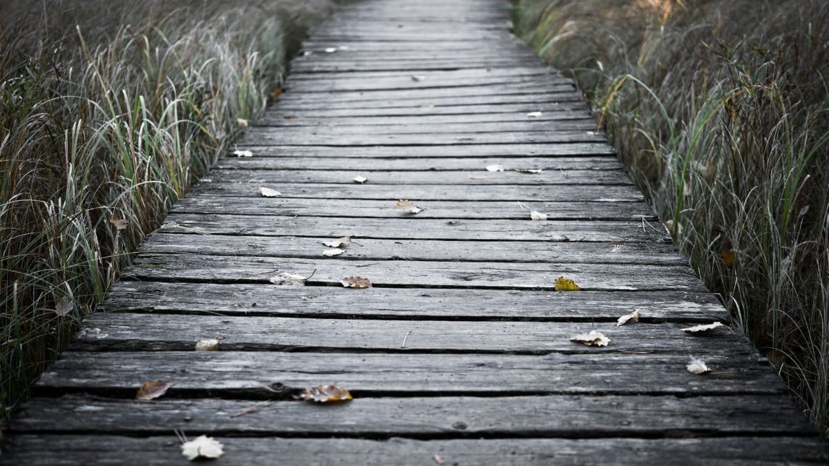 A serene wooden pathway meanders through tall autumn grass, offering a peaceful nature escape.