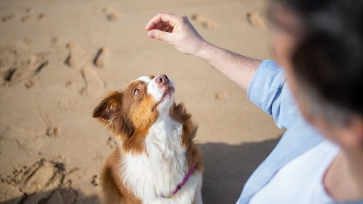 Brown and white dog focused on a hand signal during training on a sandy beach.