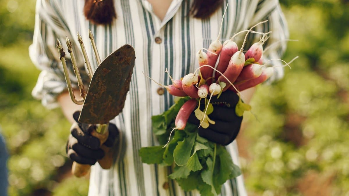 Close-up of a person holding fresh radishes and gardening tools in a lush garden.