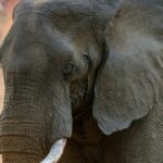 Close-up of a magnificent African elephant displaying its tusks in the wild of Zambia.
