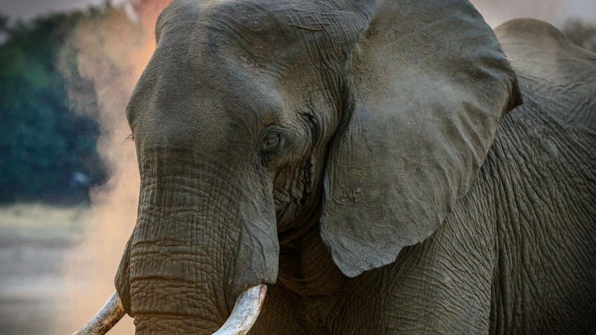 Close-up of a magnificent African elephant displaying its tusks in the wild of Zambia.