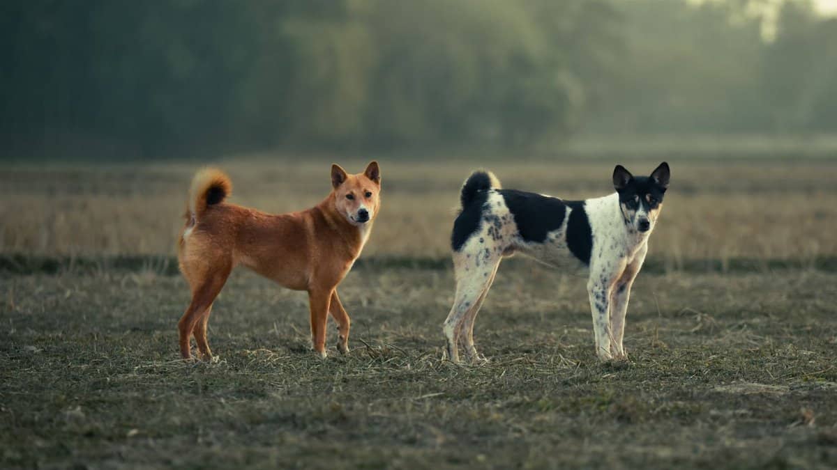 Two dogs standing on a grassy field with a forest backdrop, captured in natural light.