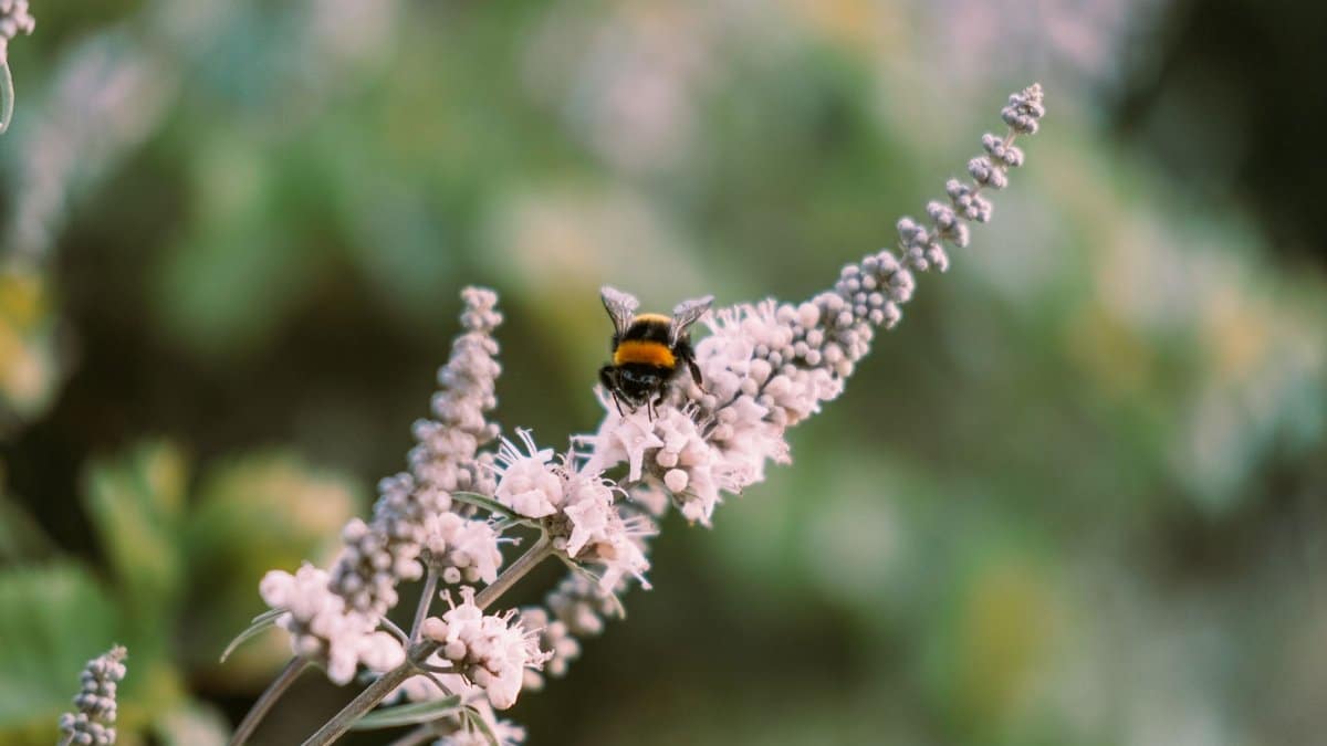 Macro shot of a solitary bumblebee collecting pollen from a flower in a natural setting.