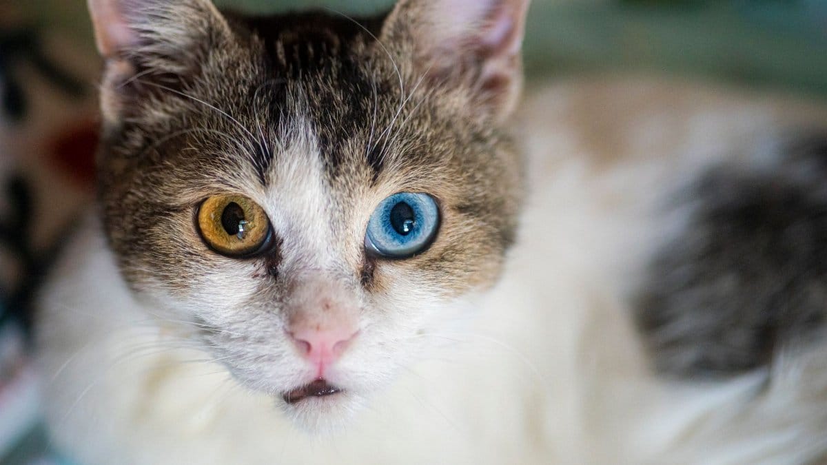 Close-up shot of a cat with heterochromia, showcasing two different eye colors, golden and blue.