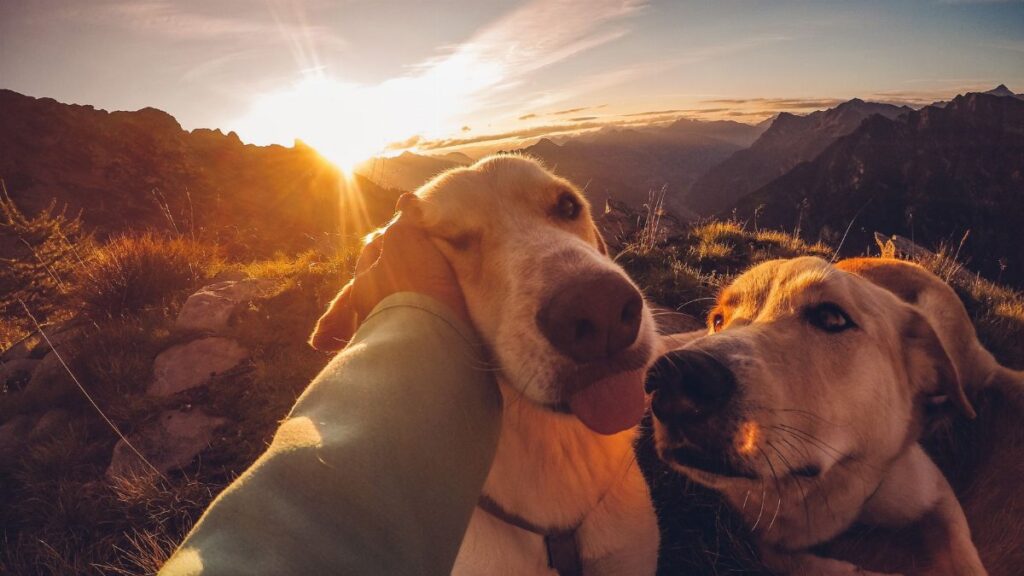 A man enjoying a sunset with two dogs in scenic mountains, capturing a joyful outdoor moment.