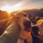 A man enjoying a sunset with two dogs in scenic mountains, capturing a joyful outdoor moment.