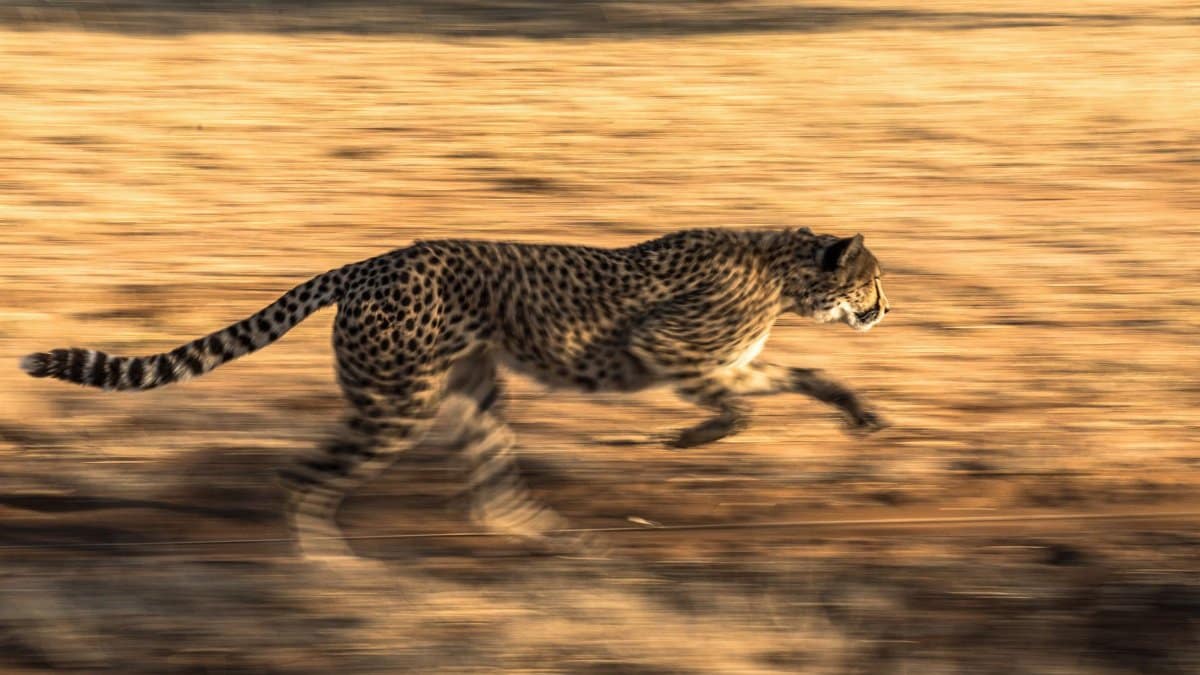 A dynamic capture of a leopard sprinting through the savanna, showcasing its agility and speed.