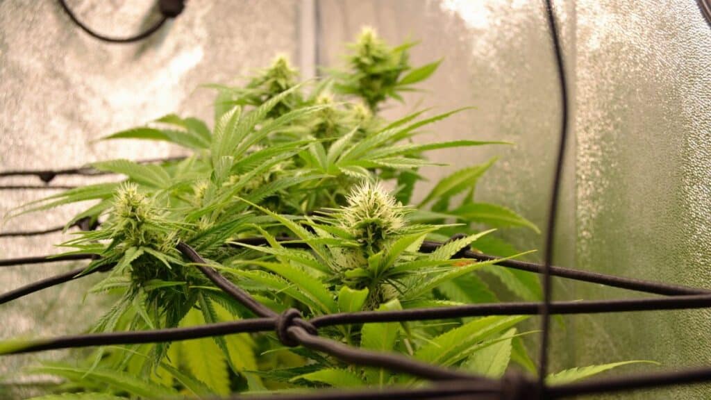 Close-up of healthy cannabis plant with buds in a controlled indoor environment.