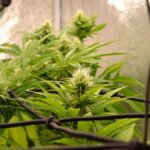 Close-up of healthy cannabis plant with buds in a controlled indoor environment.