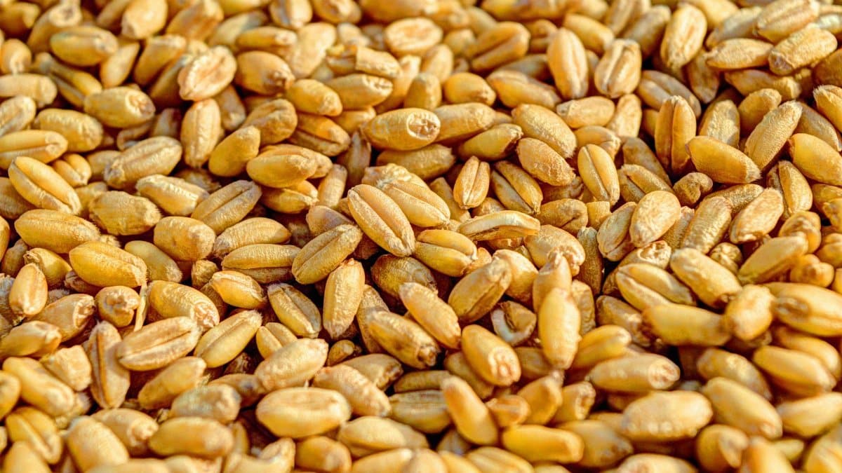 Golden wheat kernels up close, showcasing natural textures and grains.