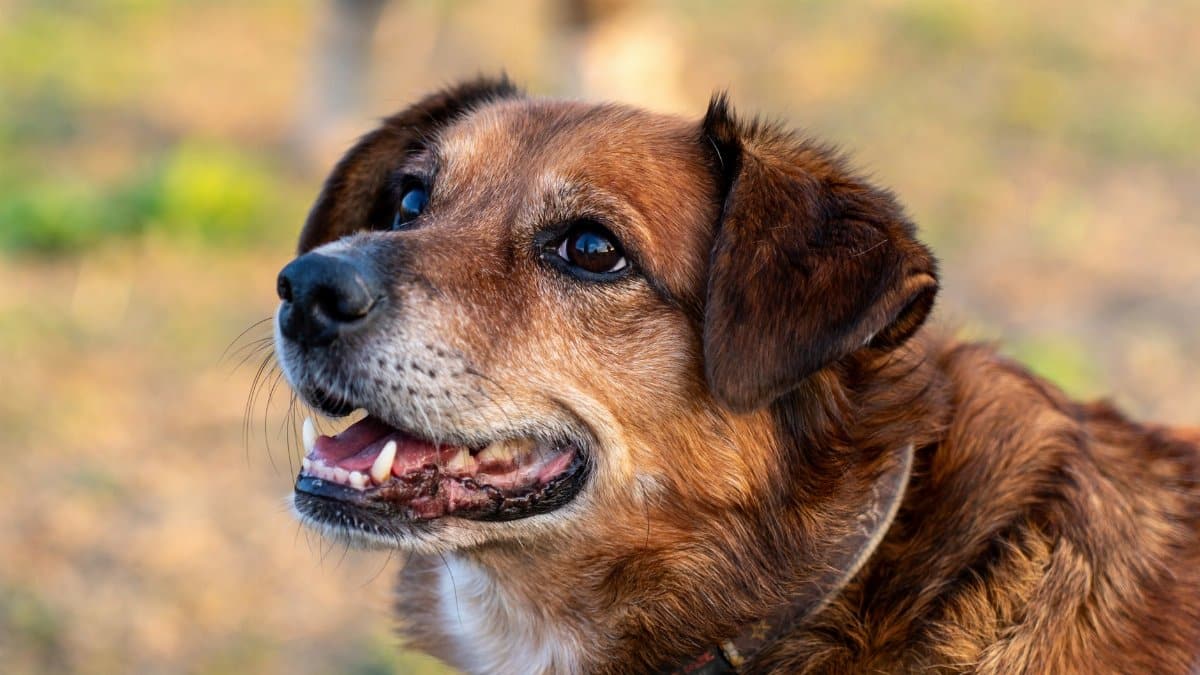 A joyful brown mixed-breed dog smiling at the camera outdoors in Garešnica.
