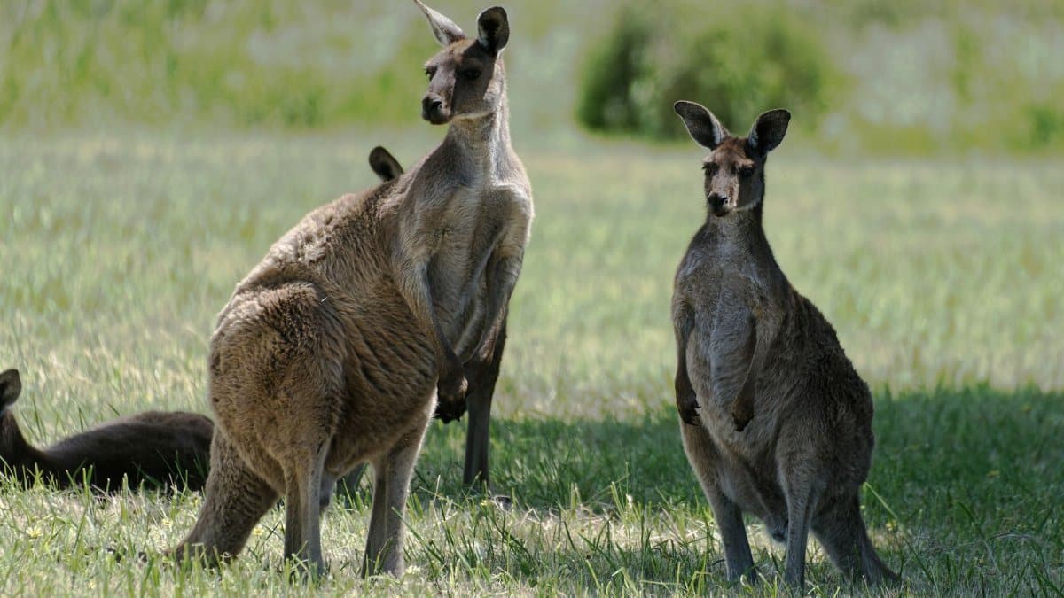 Group of kangaroos in a field, showcasing wildlife in an Australian grassland setting.