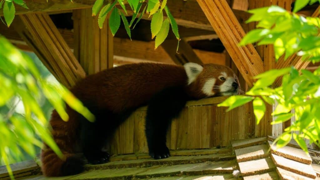 A tranquil red panda lounging in a treehouse setting surrounded by lush green foliage.