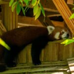 A tranquil red panda lounging in a treehouse setting surrounded by lush green foliage.