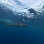 An exciting underwater scene of people diving with a shark in Jupiter, Florida.