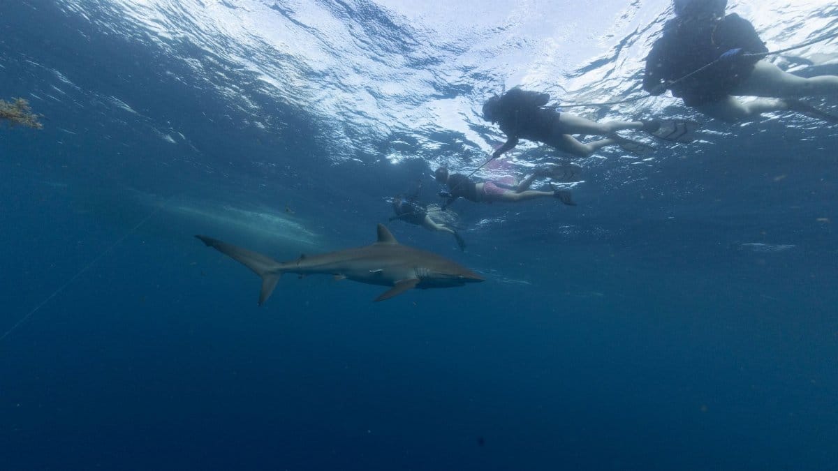 An exciting underwater scene of people diving with a shark in Jupiter, Florida.