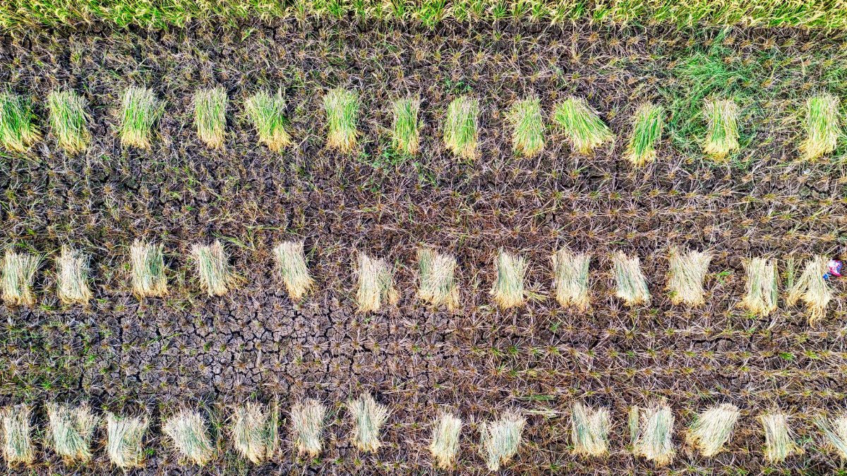 Top view of rice plantation with rows of picked plants placed on ground near grassy field in agricultural area in countryside