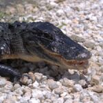 Close-up of an American alligator resting on gravel in Everglades City, Florida.