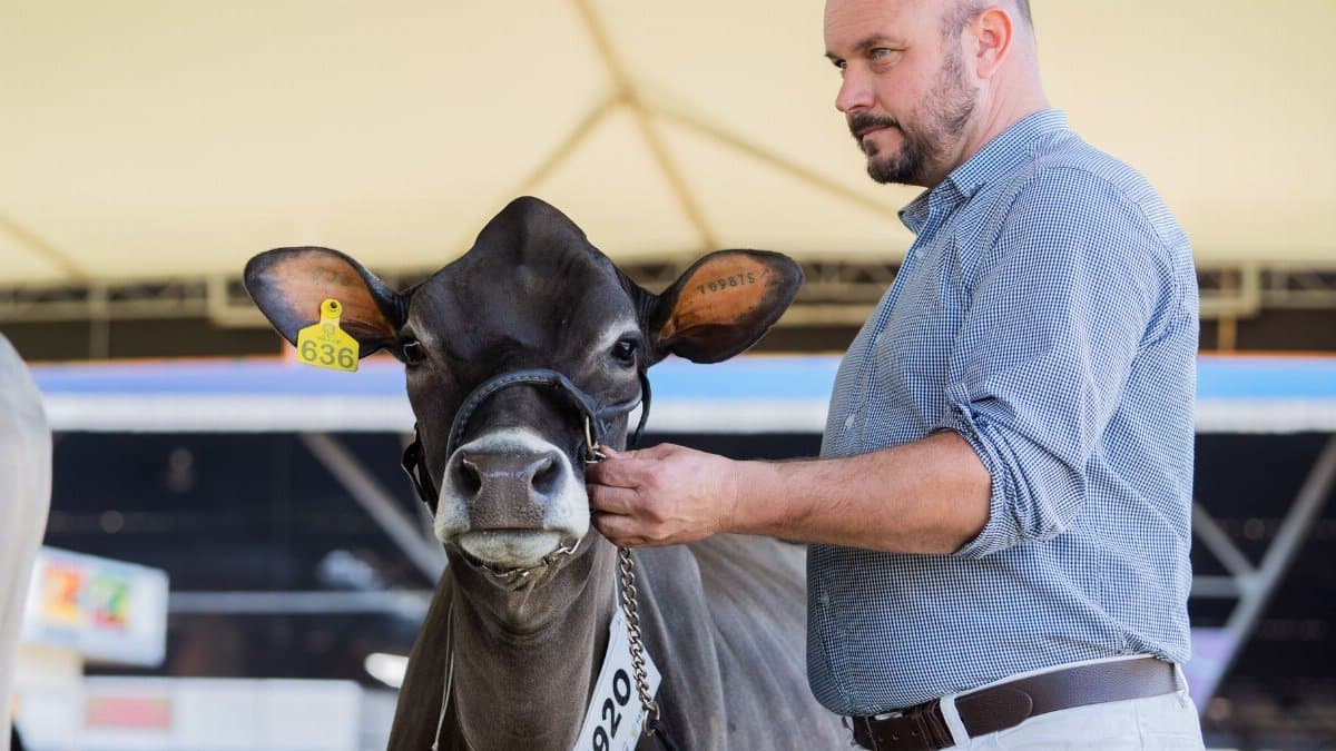A man shows a cow at a livestock exhibition indoors, highlighting agriculture and farming.
