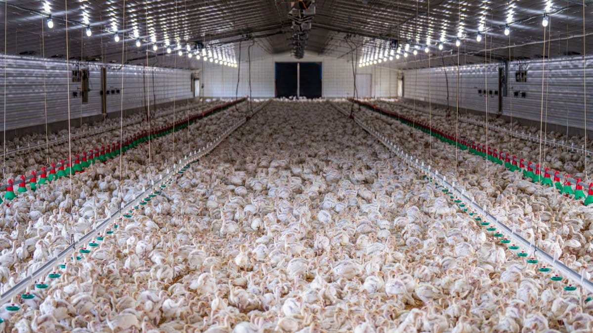 A large flock of chickens inside a modern poultry farm facility.