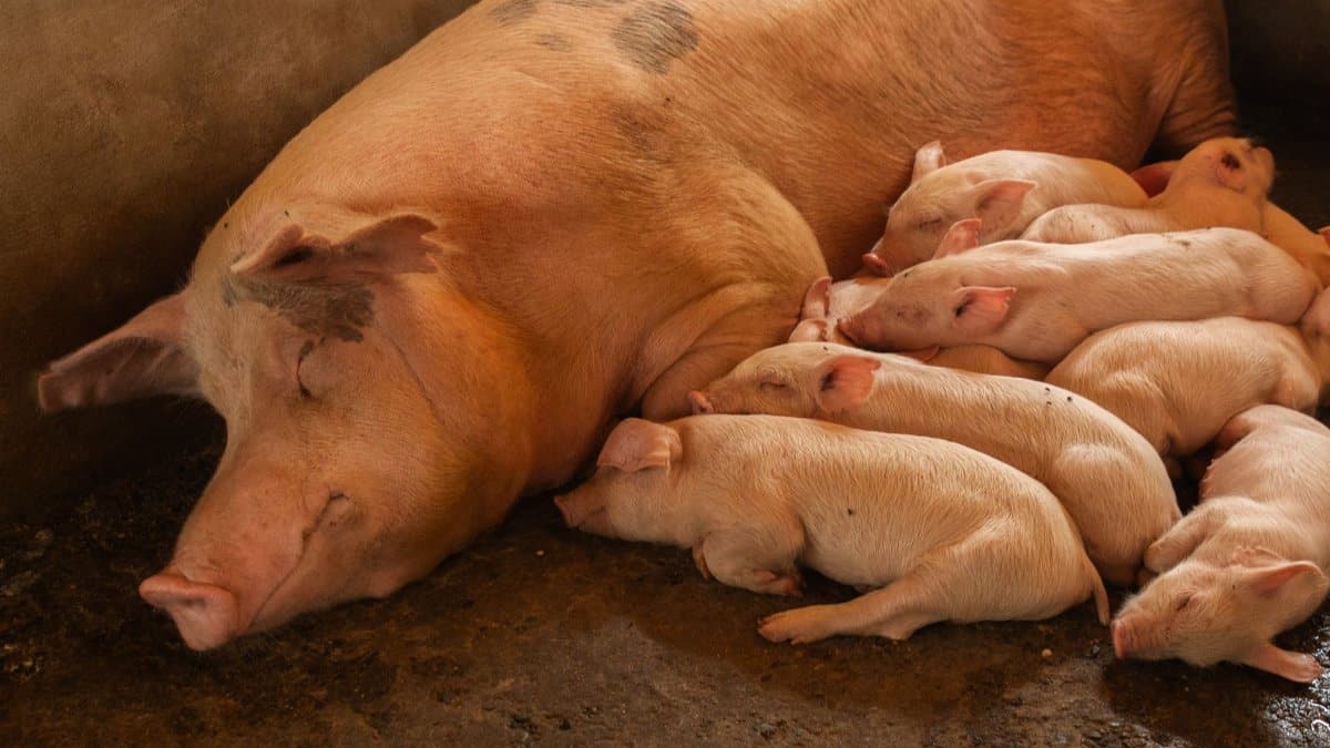 A peaceful scene of a sow with her piglets resting indoors in a barn.