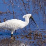 A Royal Spoonbill wading through a wetland in Camden, New South Wales, Australia.