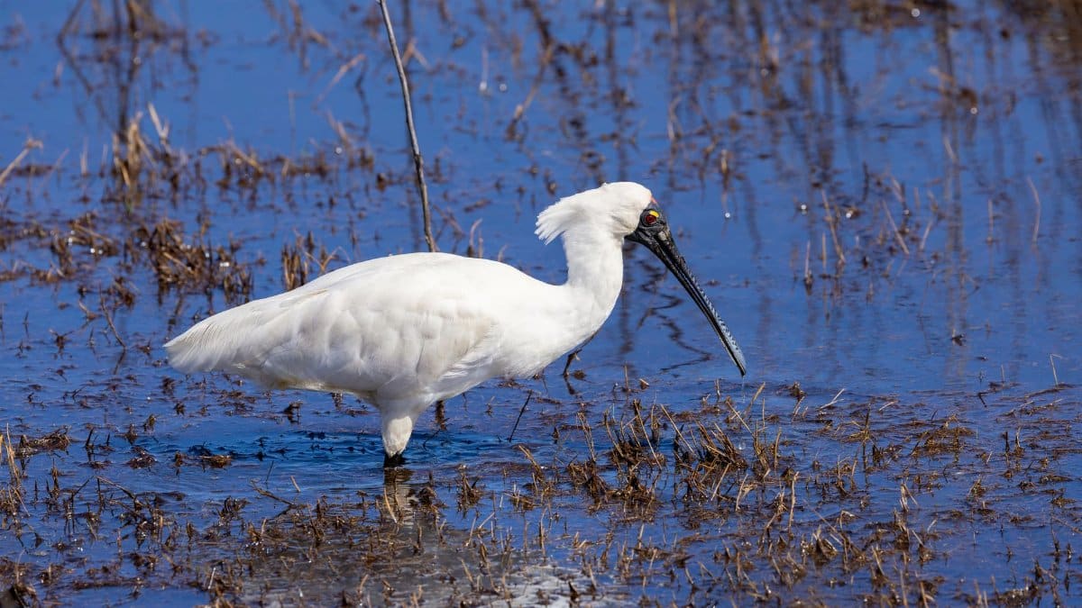 A Royal Spoonbill wading through a wetland in Camden, New South Wales, Australia.