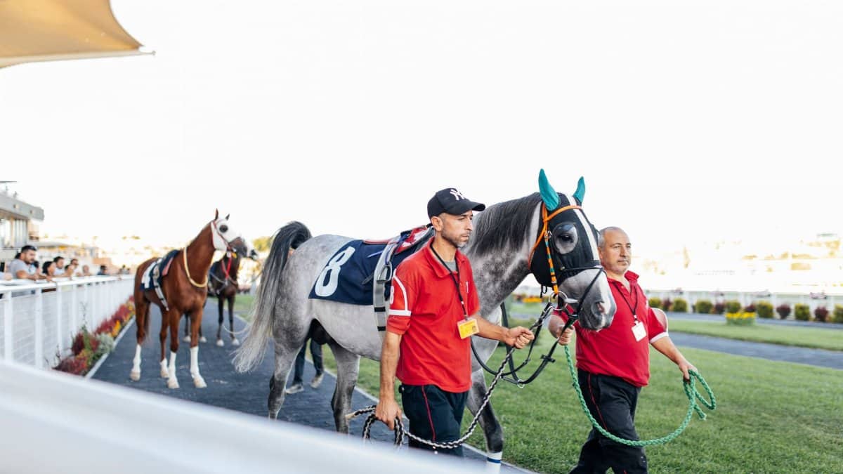 Men leading horses at a sunny racetrack, highlighting the excitement of competitive horse racing.