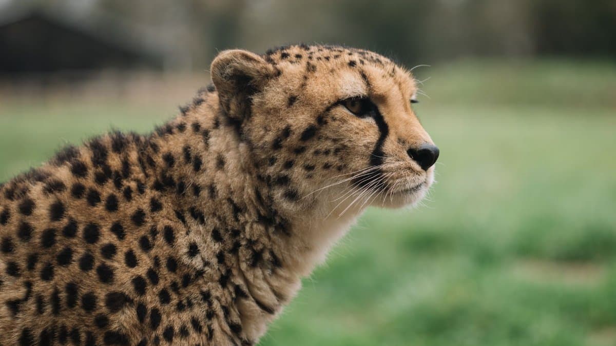 Side view of calm cheetah looking away against blurred green lawn of national park enclosure