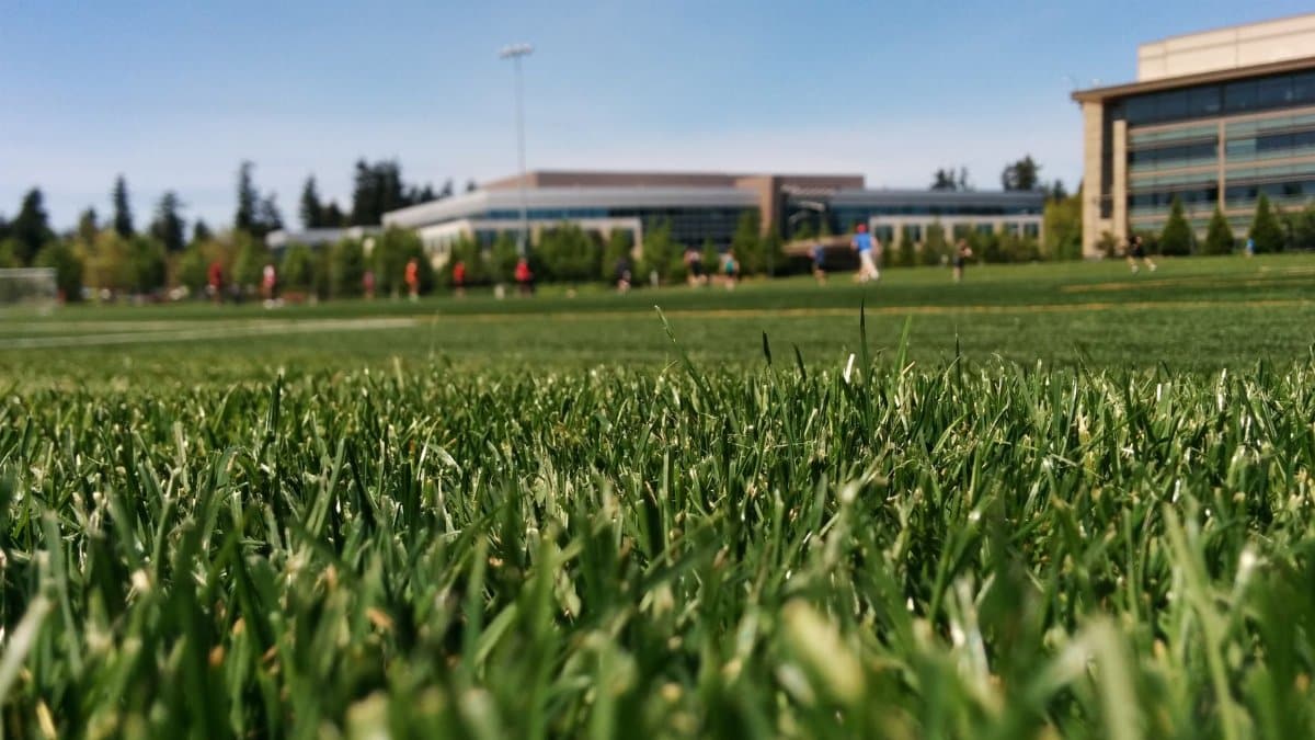 Close-up view of grass in focus on a sunny sports field with buildings in the background.