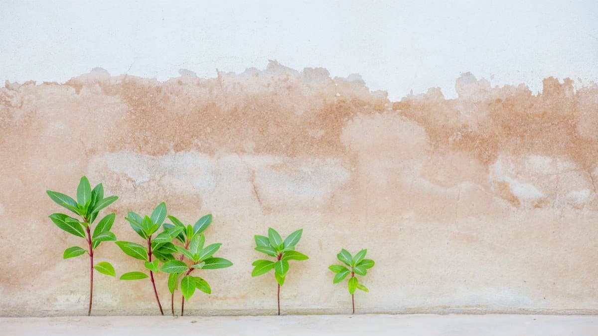 Small green plants growing against a textured wall surface, symbolizing growth and contrast.
