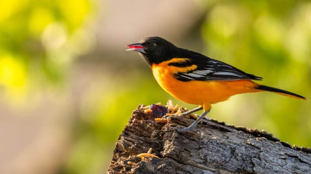 Close-up of a Baltimore Oriole on a tree stump, showcasing vivid colors and nature's beauty.