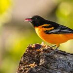 Close-up of a Baltimore Oriole on a tree stump, showcasing vivid colors and nature's beauty.
